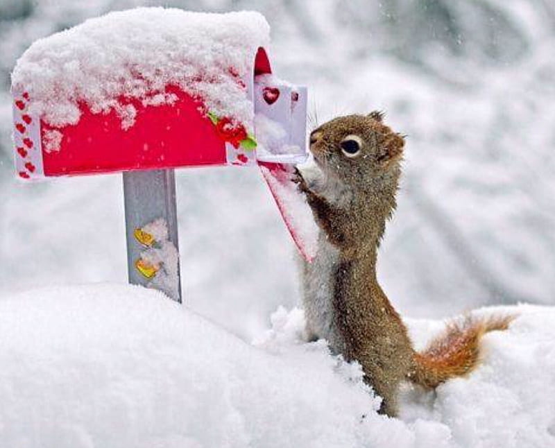 Squirrel sends letter, send, White, Squirrel, winter, letter, HD wallpaper