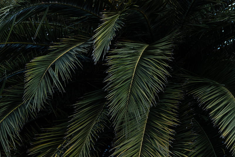 palm, leaves, branches, green, bushes, HD wallpaper