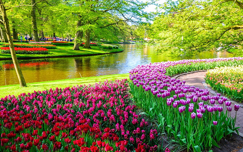 Spring in Keukenhof, Netherlands, blossoms, flowers, tulips, trees, water, HD wallpaper
