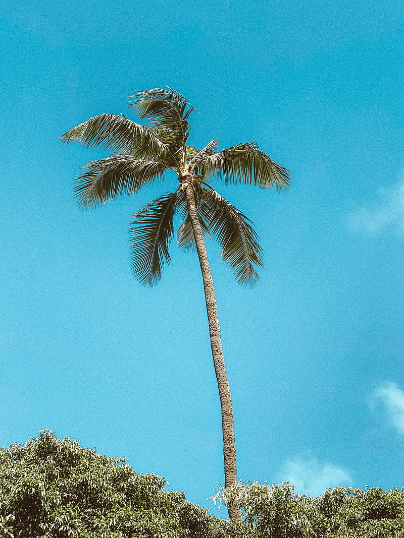 Green Palm Tree Under Blue Sky, HD phone wallpaper