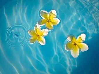 Plumeria Floating on a Pool, polynesia, float, exotic, plumeria, bonito ...