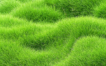 Green Grass Background, green grass, HD phone wallpaper | Peakpx