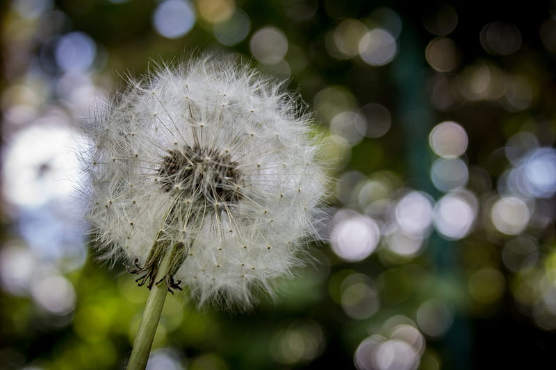 Shallow Focus graphy of White Dandelion, HD wallpaper