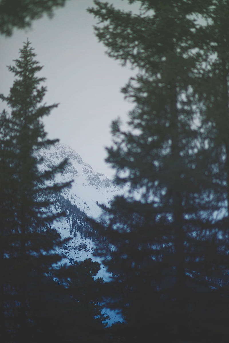 spruce, snow, mountains, sky, calm, HD phone wallpaper