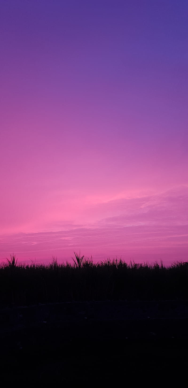 Lavendar Sky, minimal, mobile, nature, pink, purple, scene, sunset, HD phone wallpaper