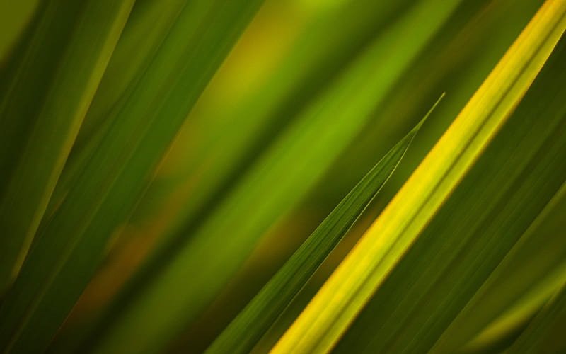Grass leaves plant close-up-2016 Macro, HD wallpaper