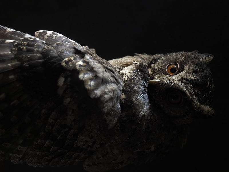 black and brown owl, HD wallpaper