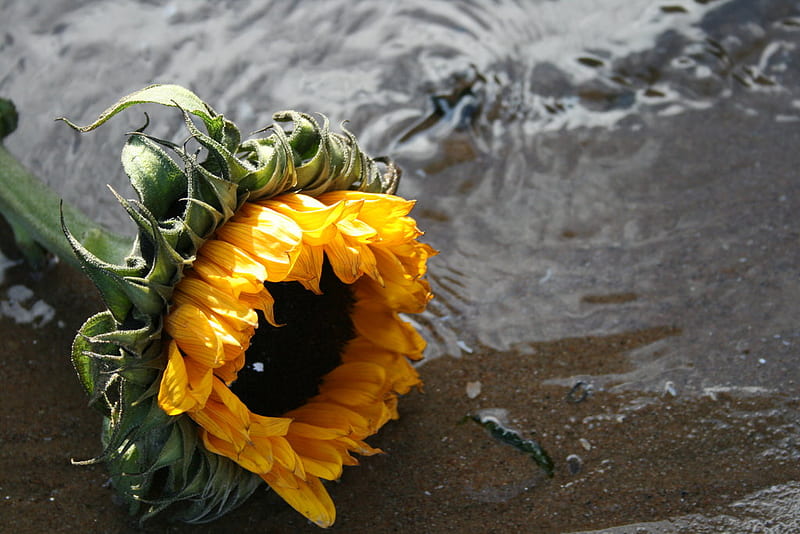 Sea, flower, flowers, sunflower, HD wallpaper | Peakpx