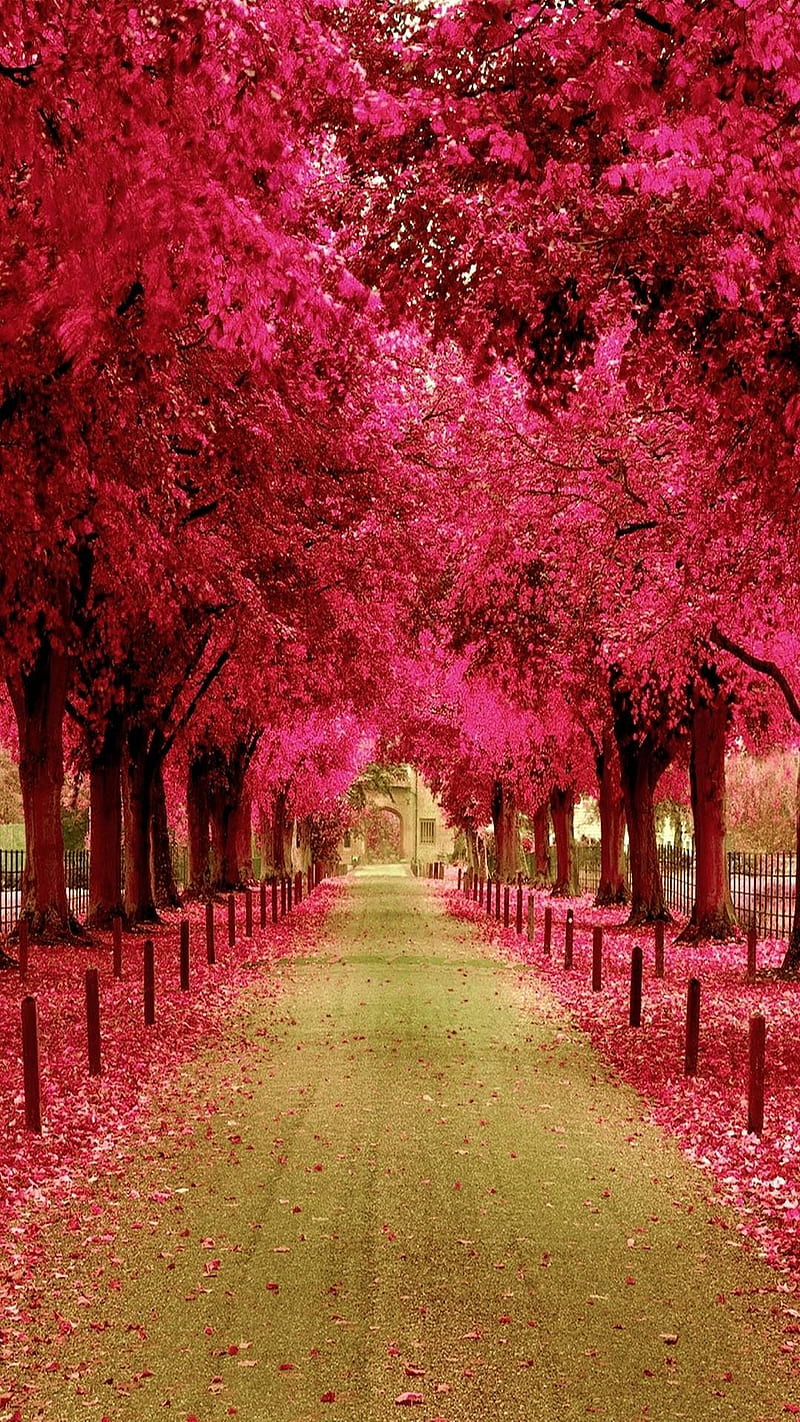 Bonito, autumn, autumn, colorful, girly, natural, nature, pink ...