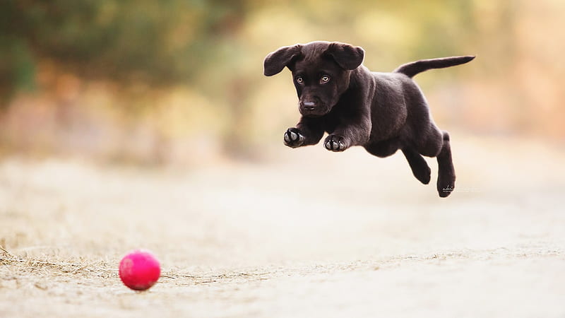 Black Puppy Is Jumping And Playing With A Pink Ball Animals, HD wallpaper