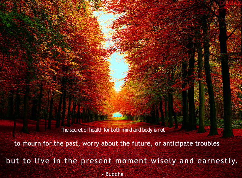 Autumn Wisdom, fall, quote, HD wallpaper