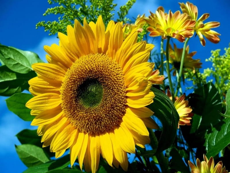 SUNFLOWER SENSATION, sun, yellow, seed, gold, sunflowers, plants, flowers, gardens, fields, HD wallpaper