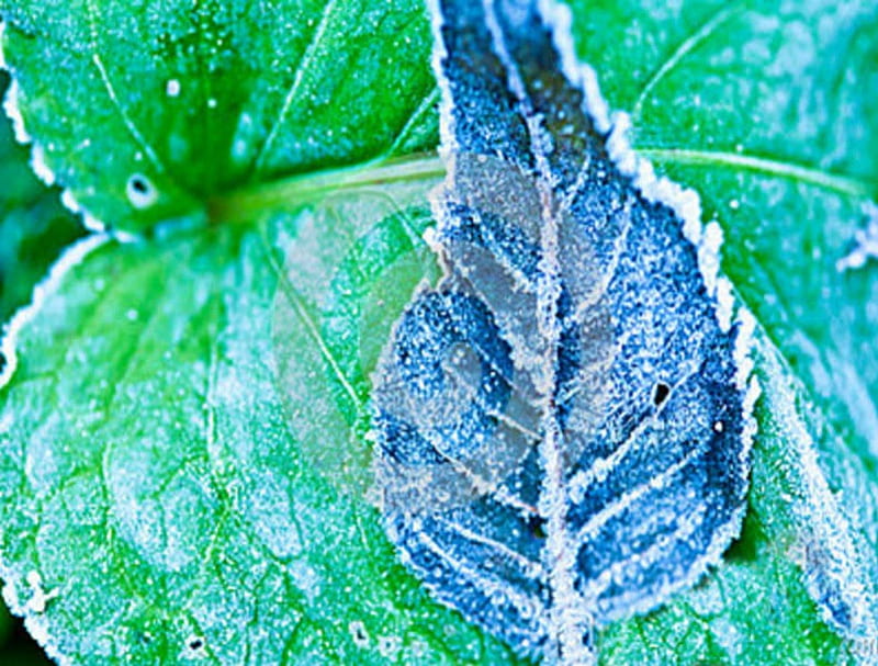 FROZEN LEAVES, autumn, winter, leaves, close up, green, snow, macro, ice, frozen, blue, frost, HD wallpaper