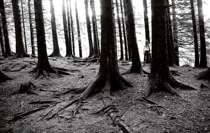 black metal forest, metal, black, norwegian, woods, HD wallpaper