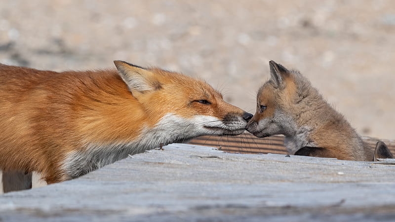 Animal, Fox, Baby Animal, HD wallpaper | Peakpx