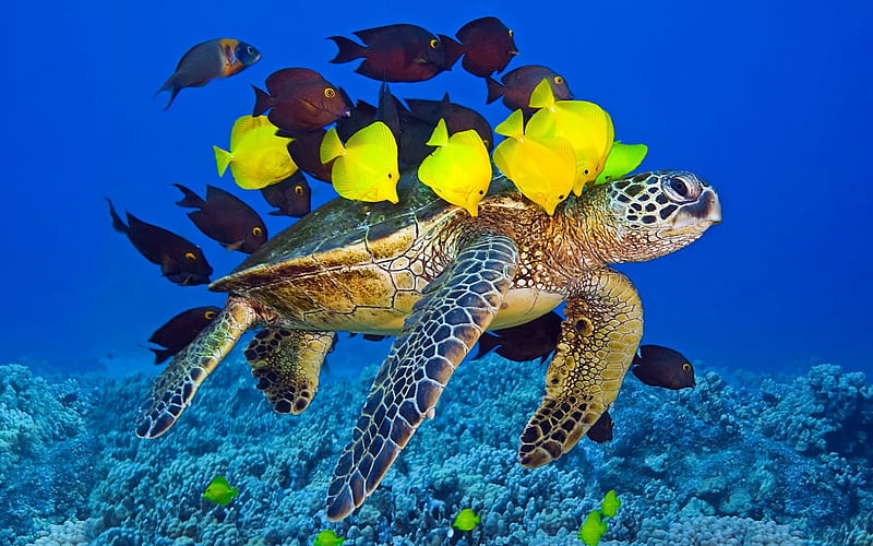 Turtle, sea, HD phone wallpaper | Peakpx