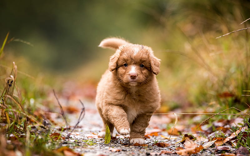nova scotia duck tolling retriever, small brown curly puppy, cute animals, small dogs, pets, toller, HD wallpaper