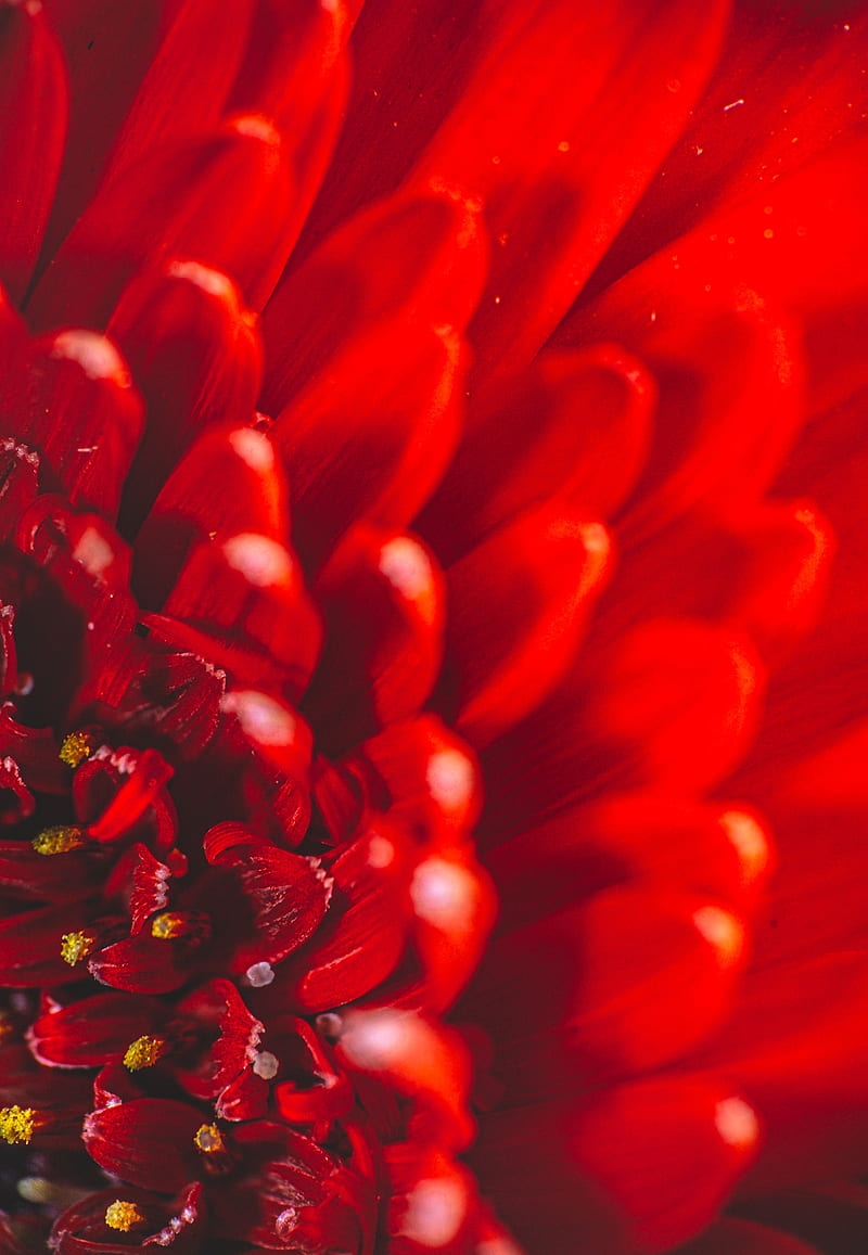 chrysanthemum, flower, petals, macro, red, HD phone wallpaper