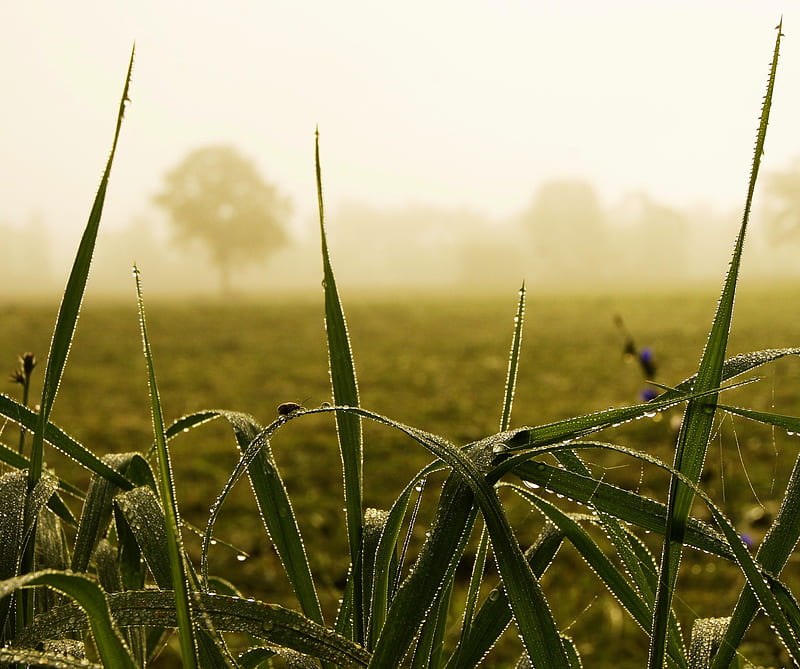 Grassy Fog, bug, grass, green, landscape, mist, morning, water, wet, HD wallpaper
