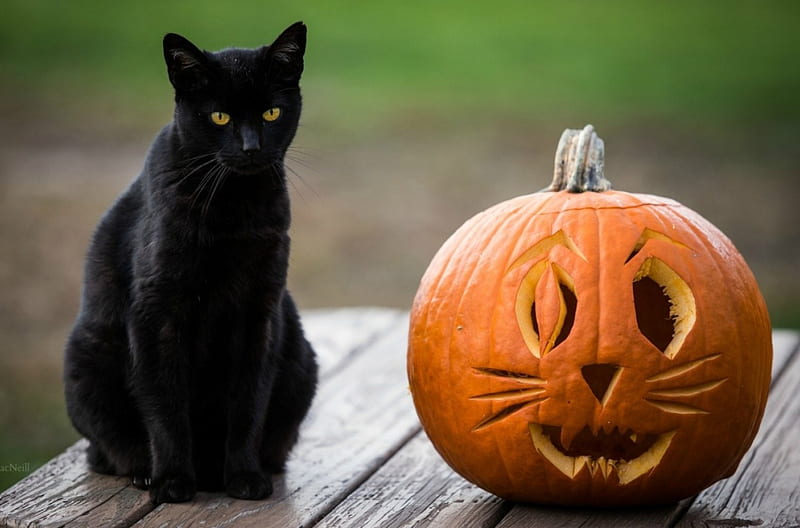 Halloween Kitty, cute, autumn, graphy, halloween, black cat, pumpkin, cat, HD wallpaper