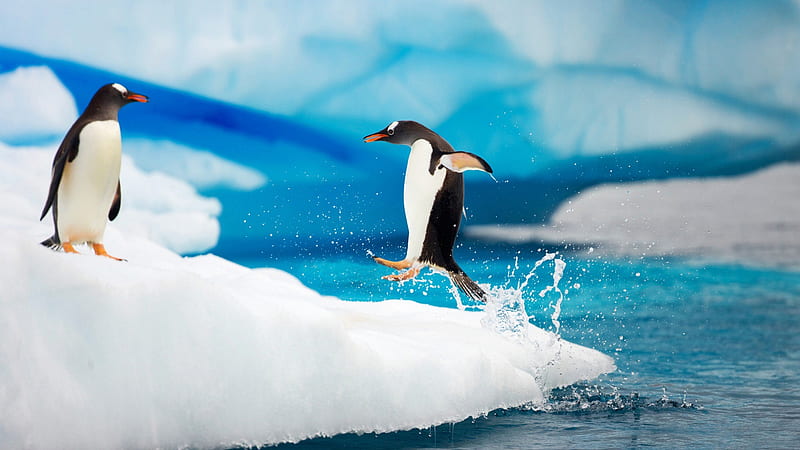 Penguins at Play, arctic, ocean, penguin, sea, winter, cold, ice berg, ice, antarctica, penguins, animals, HD wallpaper