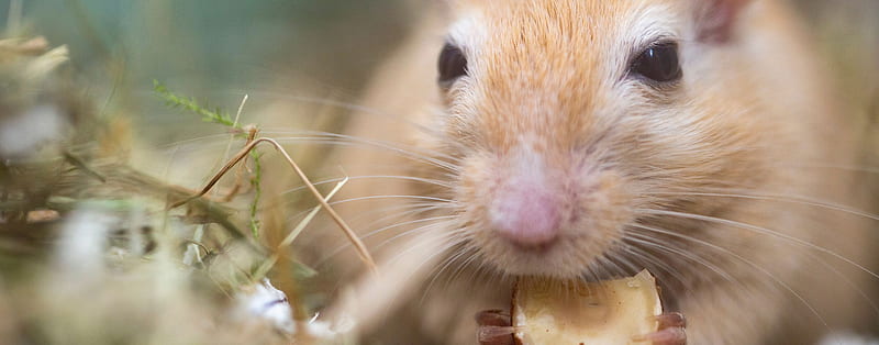 Knowing Your Small Pets: A Guide to Gerbil Behavior, HD wallpaper