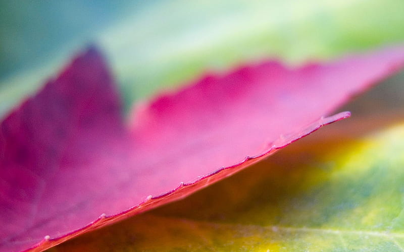 leaf pink macro-Plants, HD wallpaper