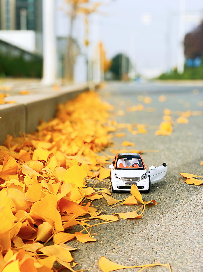 white and black car on road with dried leaves during daytime, HD phone wallpaper