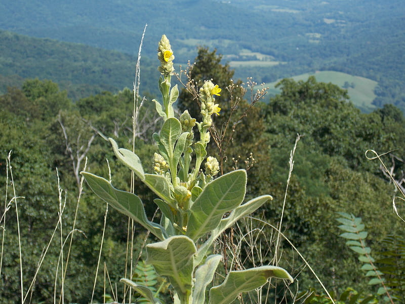 wildflower valley, yellow, wildfowers, valley below, Shenandoah, HD wallpaper
