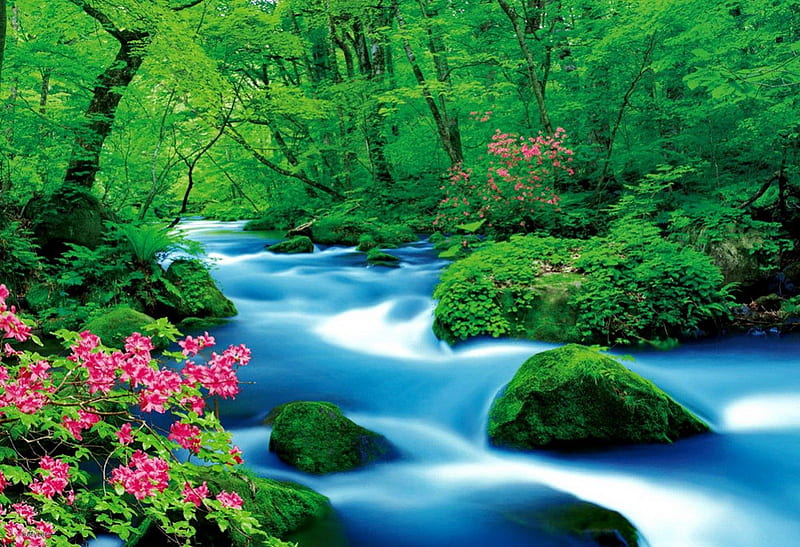 Forest flow, stream, pretty, riverbank, shore, flow, woods, bonito, nice, green, flowers, river, tranquility, forest, quiet, calmness, lovely, greenery, floating, spring, creek, serenity, summer, nature, HD wallpaper
