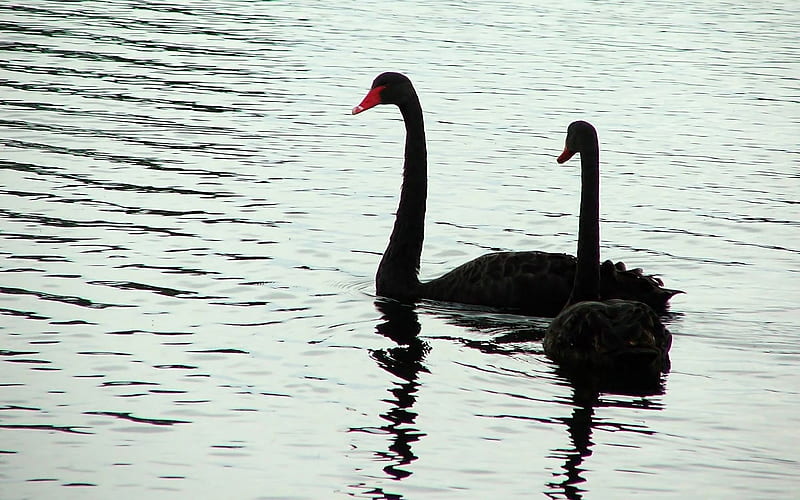 Red-billed black swan, HD wallpaper