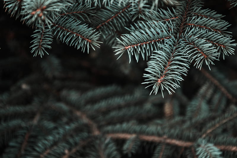 pine, tree, prickles, needles, blur, branch, HD wallpaper