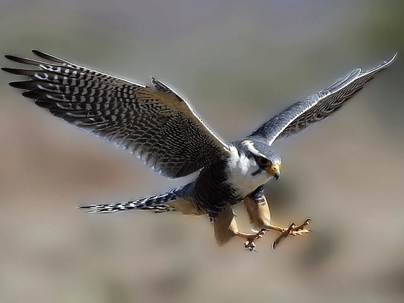Falcon, animal, fly, flying, HD wallpaper