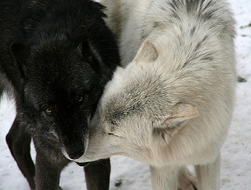Leaders of the pack, two, black, affection, white, wolves, pair, play, HD wallpaper