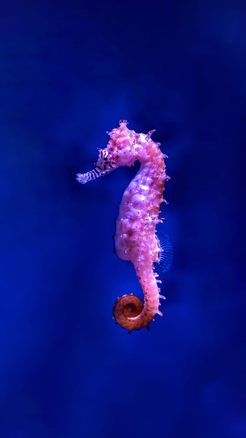 sea horse, Audrey, amazing, animal, animals, background, blue, cool, dark, eyes, focus, focusing, dom, inteligent, iphone, look, mental, night, observe, observing, powerful, seahorse, seaworld, smart, smartphone, strong, , watching, wisdom, HD phone wallpaper