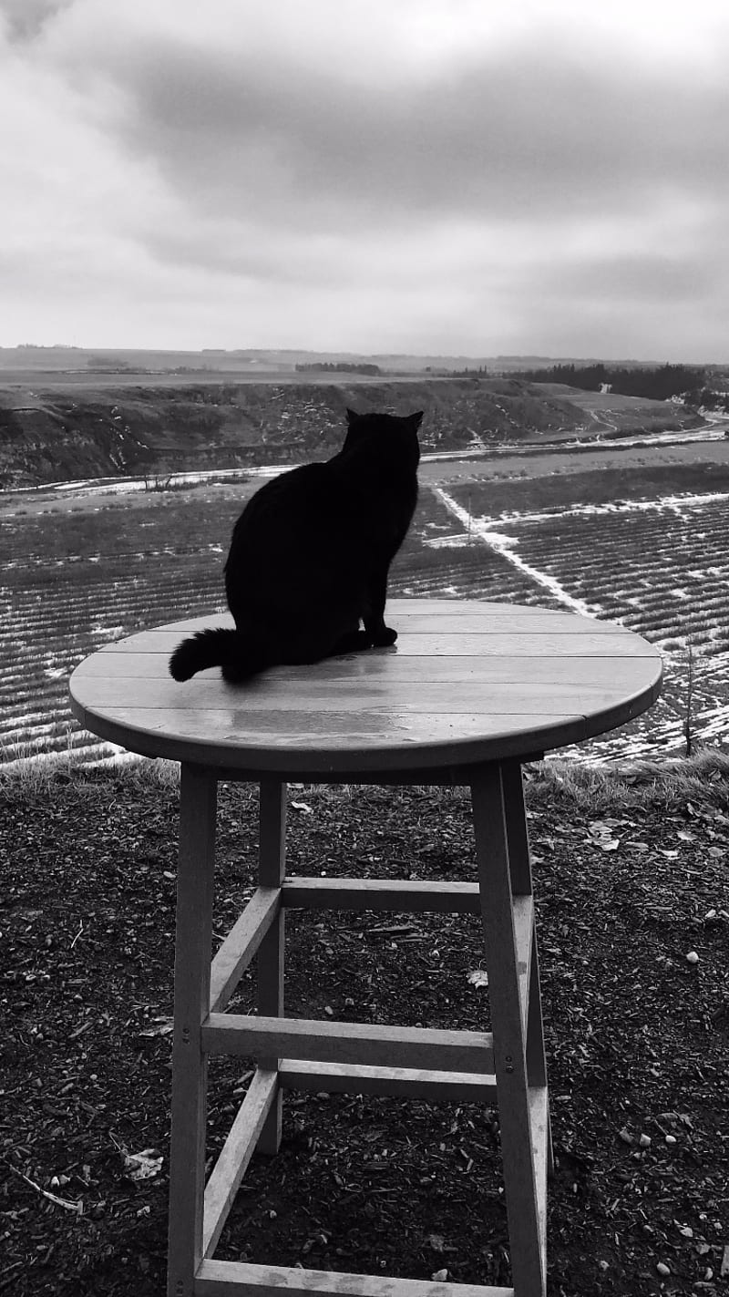 Noir, black and white, cat, landscape, table, HD phone wallpaper