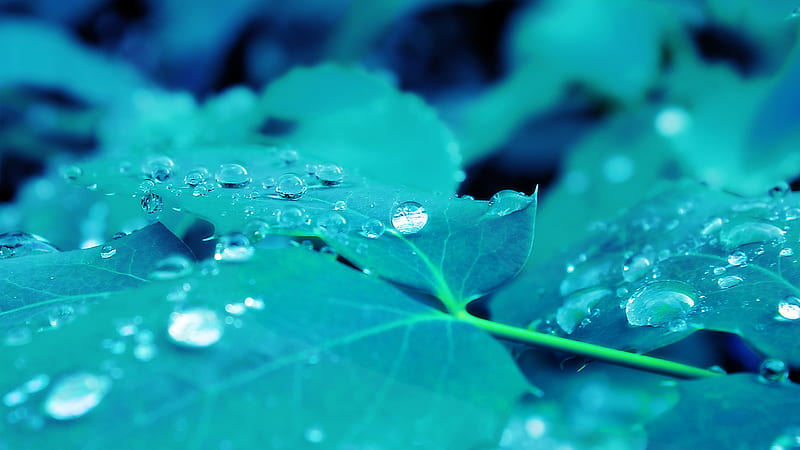Turqoise reflections, biology, green, nature, drops, rain, leaf, HD wallpaper