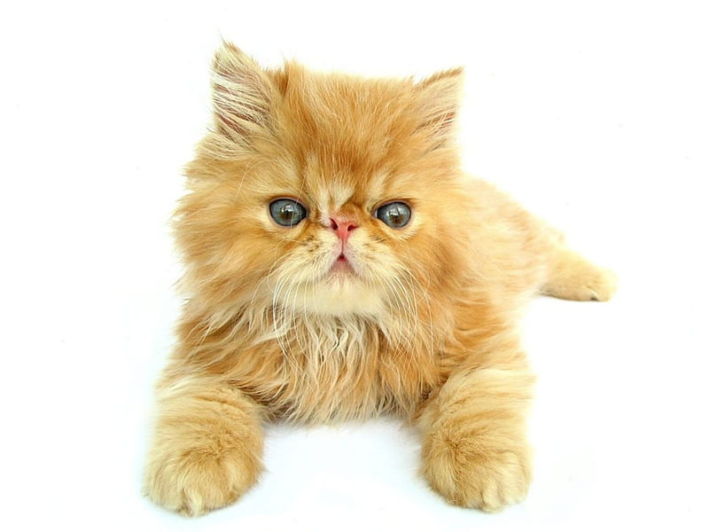 Fluffy best sale blonde cat