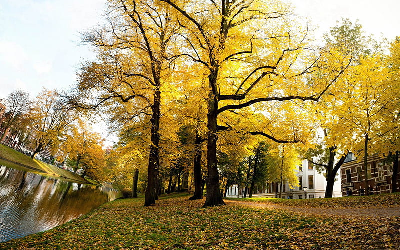 yellow trees sunny autumn-Netherlands Landscape, HD wallpaper