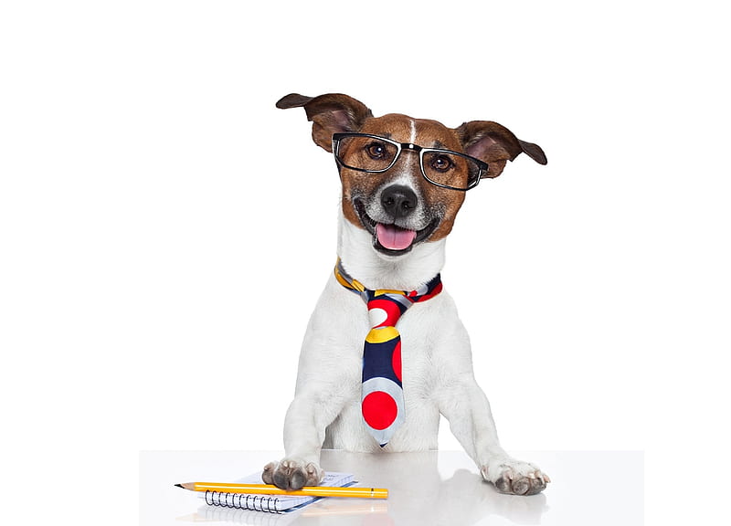 What can I do for you?, jack russell terrier, caine, glasses, tie, funny, white, puppy, dog, HD wallpaper