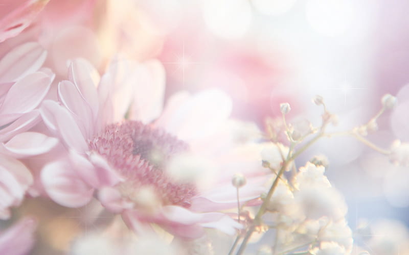flores delicadas ***, flores, naturaleza, suave, delicada, Fondo de  pantalla HD | Peakpx