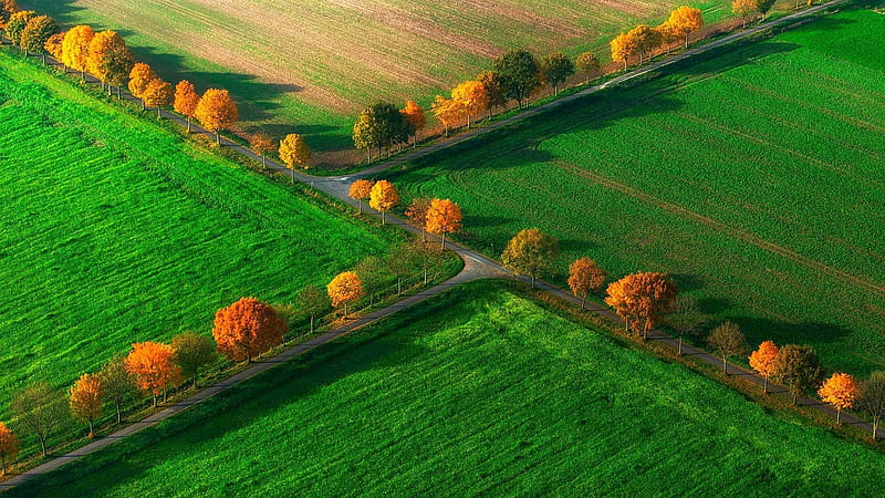 Tree-lined Crossroads, Trees, Green, Fields, Nature, Crossroads, HD wallpaper
