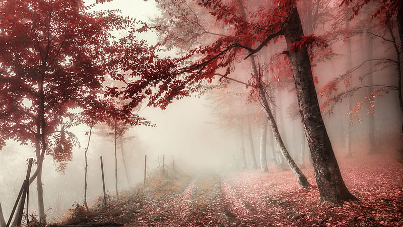 Foliage Path With Fog On Fall Season Nature, HD wallpaper