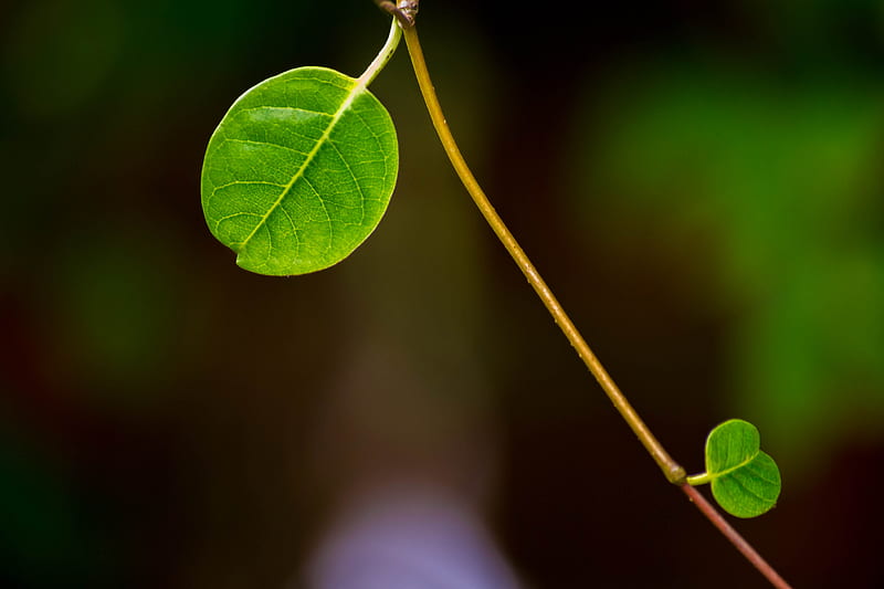 leaf, stem, plant, macro, HD wallpaper