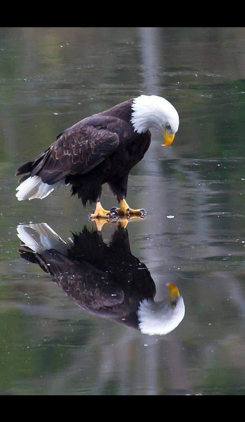 eagle , american eagle, eagle, flag, patriot, usa, HD phone wallpaper