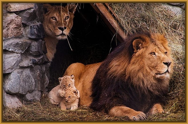 HD lion family wallpapers | Peakpx