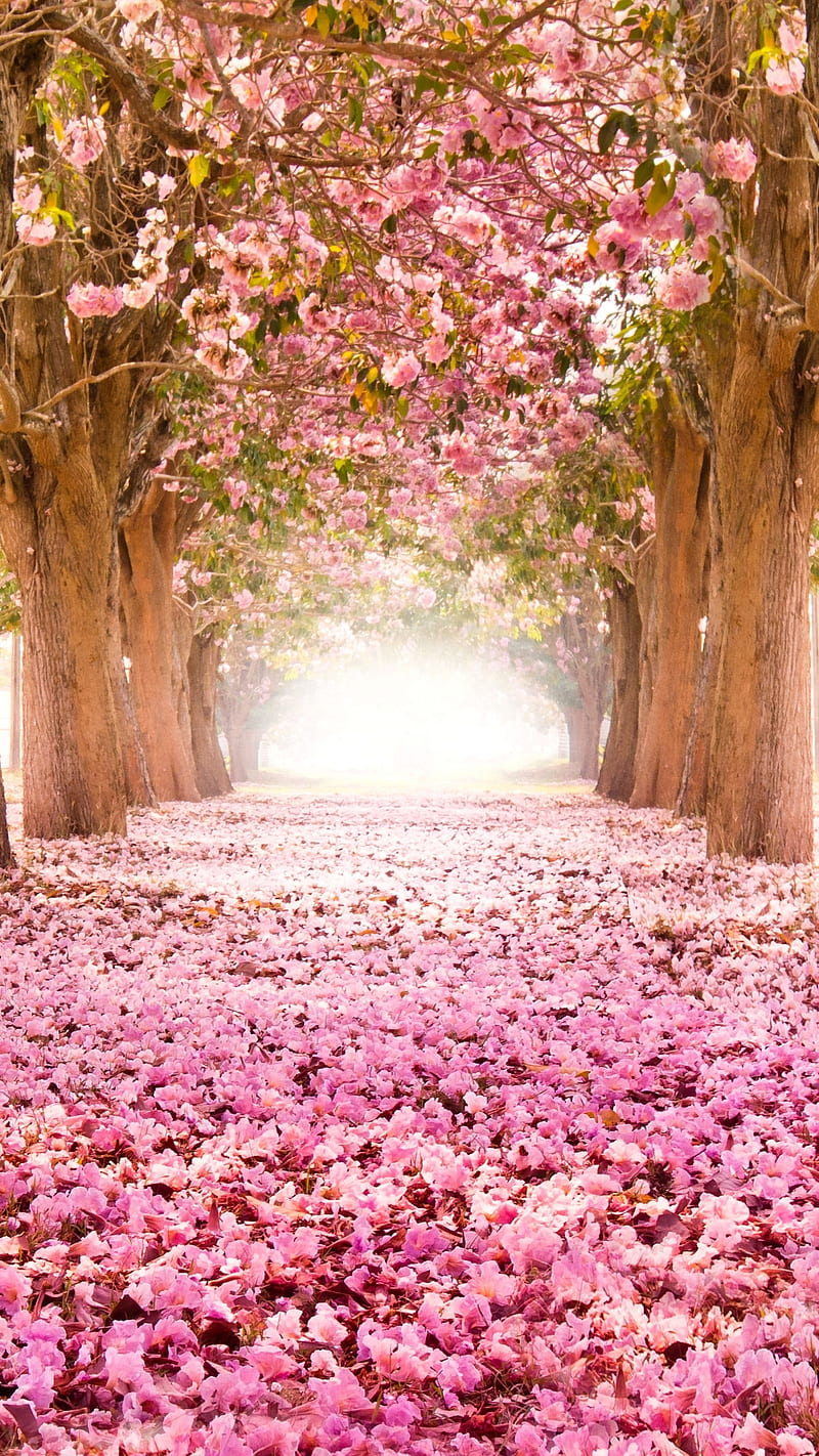 Spring Time , blossom, tree, sakura, pink, way, HD phone wallpaper