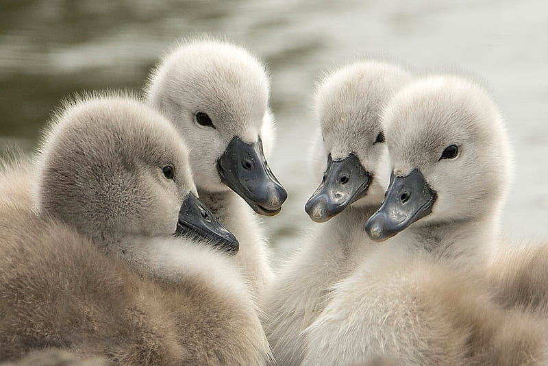 Baby Animals, cute, white, swans, animals, HD wallpaper