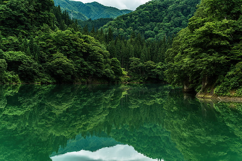 Beautiful Greenery , trees, lake, nature, HD wallpaper