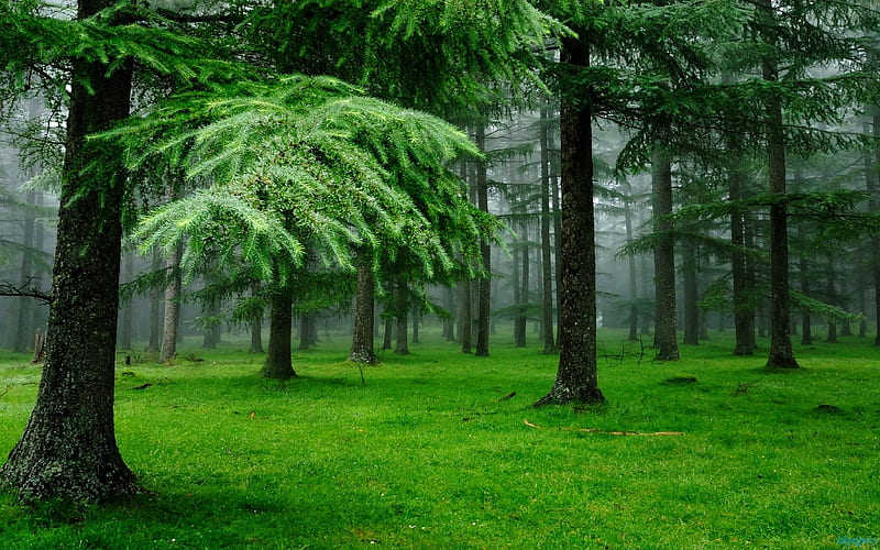 A forest, pretty, forest, green, grass, prehistoric, cedar, trees, mist, HD wallpaper